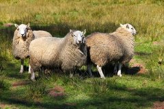 1979年属羊人2022年运势女命  43岁生肖羊2022年每月运势女性