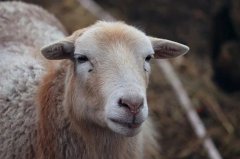 79年属羊人2023年各月运势，79年羊今年每个月的运势如何