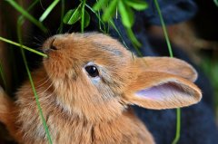 兔年宝宝取名最佳用字，属兔人名字带什么字最好