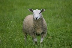 属羊人2023年下半年运势及每月运程  2023年属羊人的全年运势详解