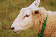 属羊人适合戴什么手串最旺财，最适合属羊的吉祥物