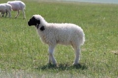 1955年属羊的是什么命，55年出生的羊五行属什么