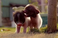 1983年属猪的是什么命，83年出生的猪五行属什么