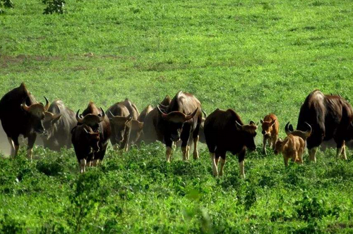 1985年属牛的是什么命 85年出生的牛五行属什么