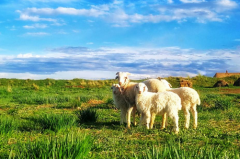1991年属羊的是什么命，91年出生的羊五行属什么