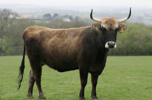 1997年属牛的是什么命 97年出生的牛五行属什么