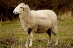 2027年属羊的是什么命，27年出生的羊五行属什么