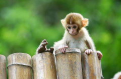 2028年属猴的是什么命，28年出生的猴五行属什么