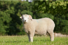 2015属羊的40岁以后命运如何