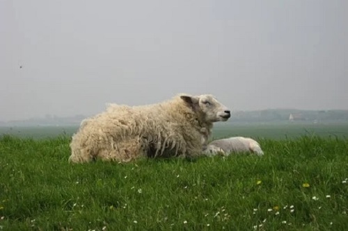 羊和羊做生意合不合财，有什么合作禁忌
