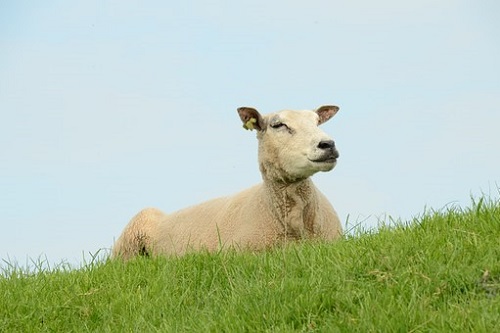 属羊2021年犯太岁可以在外面过年吗，需要注意什么
