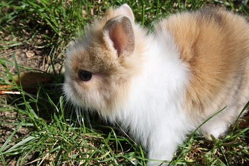 十兔九苦最命苦的兔几月出生，几月出生的属兔人命不好