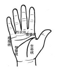 <b>手掌的基本纹路占断</b>