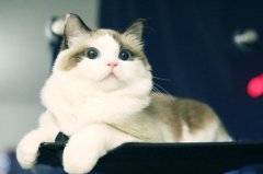 猫死了是为主人挡煞吗