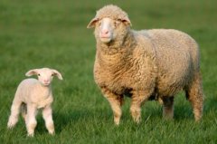 1991每属羊一生有二婚
