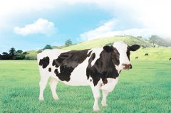 生肖牛2019年11月份运势详解