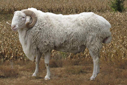 1991年属羊是什么命 是得禄之羊吗