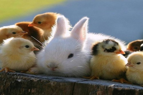 属兔和属鸡相克怎么化解  兔和鸡相冲怎么办