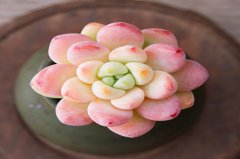 办公桌放什么开运植物好