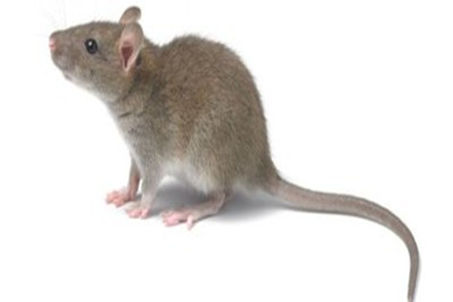 1960年属鼠的终身寿命多长