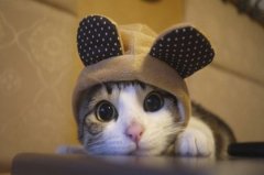 半夜2点15猫叫必须注意