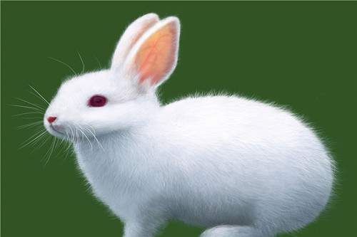 1951年属兔的寿命能活多少岁