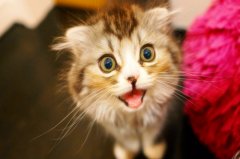 猫上门为什么不能赶走