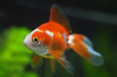 家里养几条鱼风水最好
