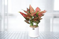 办公室摆放什么植物最招财