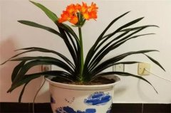 家里放什么可以防小三