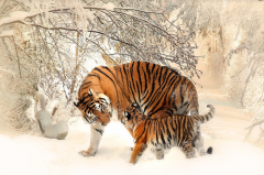 什么属相不能摆放招财猫