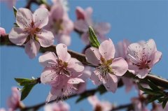 2021年招桃花的最佳方法