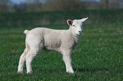 2015年出生的属羊人2021年几岁了