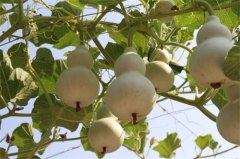镇宅铜葫芦如何摆放