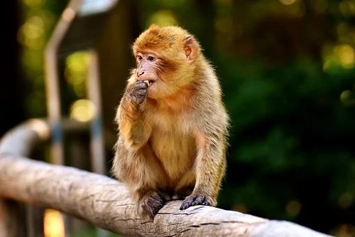 属猴的男人对待感情是什么样的