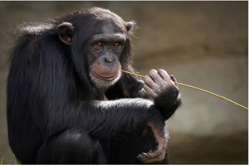1980年属猴的终身寿命多长