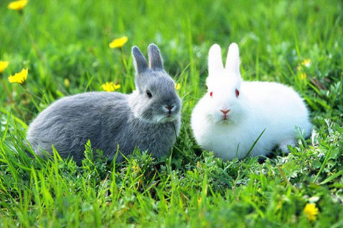 1999年属兔的终身寿命多长