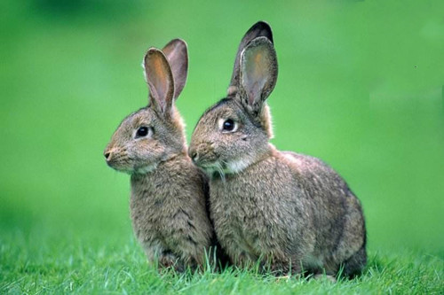 兔和兔做生意合不合财 生肖兔的合作禁忌