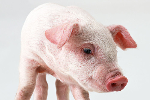 59年属猪的晚年命运如何 属猪人是什么命