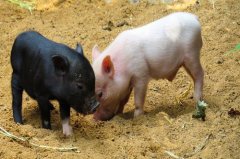 为什么属猪人婚姻不顺，属猪的婚配禁忌是什么