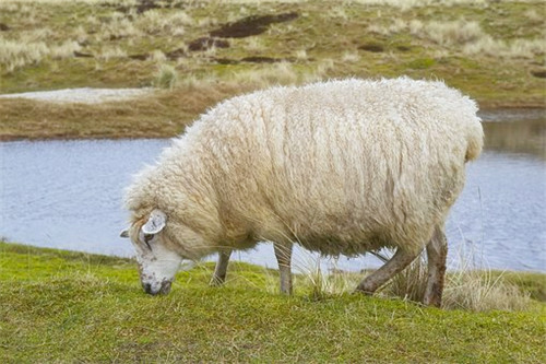 79年属羊适合在哪个方向发财 如何提升财运