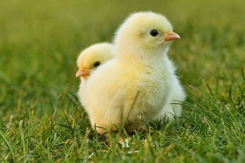 农历几日出生的属鸡人财运好 什么时候出生的鸡命好