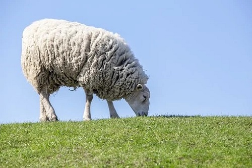 属羊的最怕和什么属相在一起 需要避开什么属相