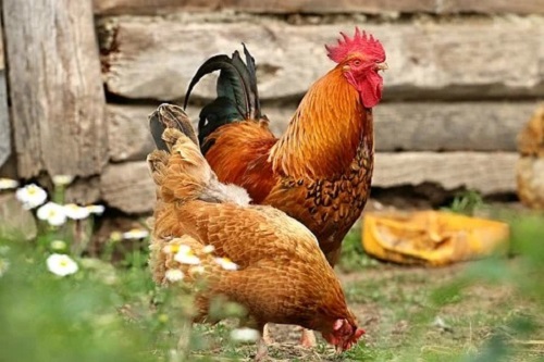 鸡和鸡做生意合不合财 需要注意什么