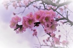 2021年除夕是几月几号，有什么禁忌