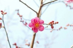 大门两侧种什么树吉利，有什么说法