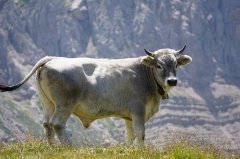 属牛2021本命年可以在外面过年吗，需要注意什么