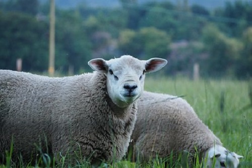 属羊人最大靠山是谁 属羊的贵人属相