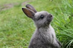 属兔人2022年运势及每月运程 2022年属兔人的全年运势详解