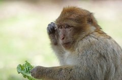 属猴人2022年运势及每月运程  2022年属猴人的全年运势详解